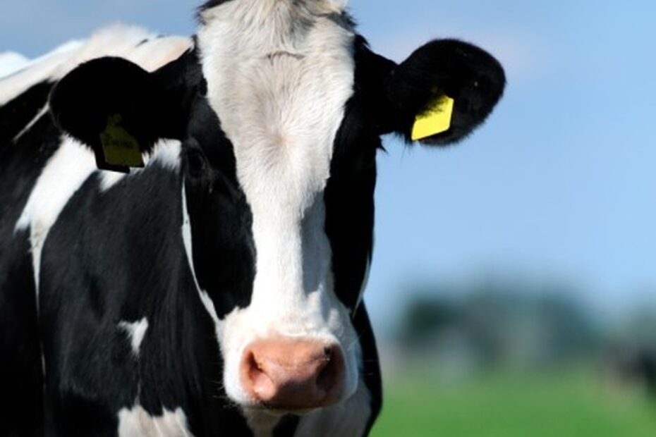 Produtores de leite voltam a discutir soluções para o setor