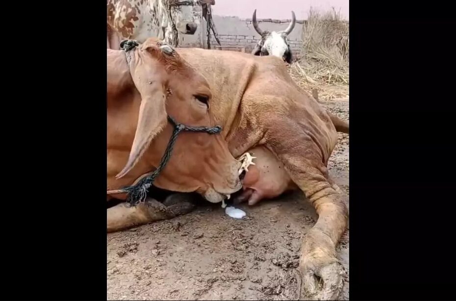 vaca surge mamando seu próprio leite