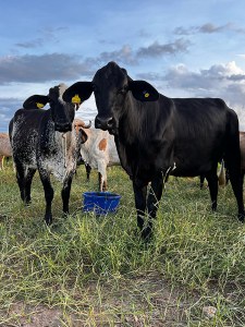 1713227275 11 Genomica no gado leiteiro impacto do clima O Presente