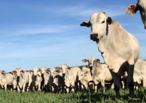 Simpósio debate avanços e gargalos da reprodução assistida na pecuária