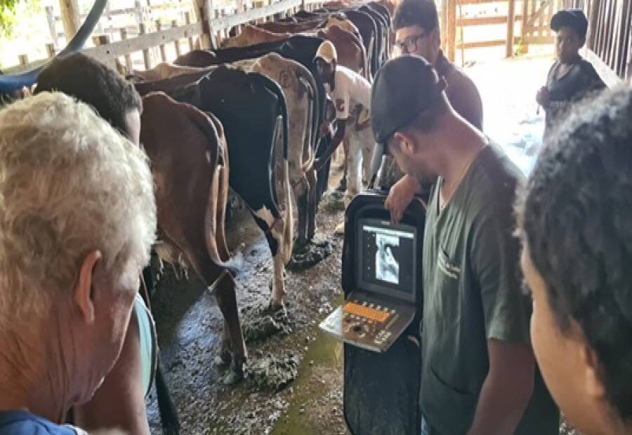Inseminao artificial para gado em Itaperuna - Portal Ururau - Site de Notcias
