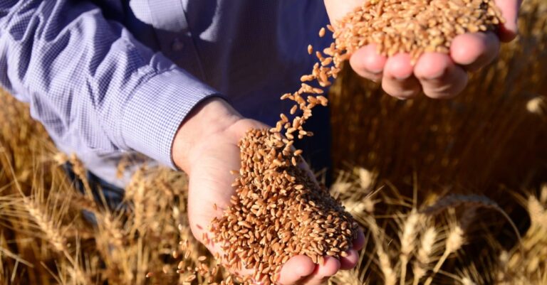 El Niño afeta produção de sementes de trigo no Sul