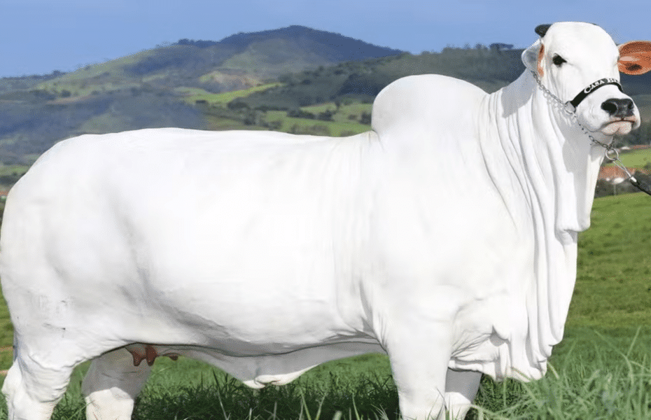 vaca Nelore é vendida por 21 milhões de reais e entra para o Guiness