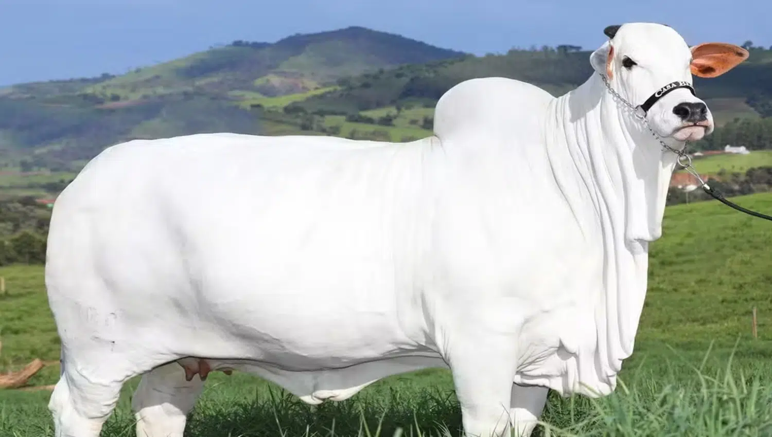 Vaca Nelore quebra recorde vendida por R21 milhoes.webp