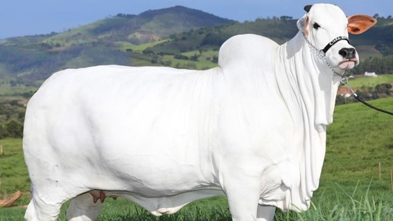 Vaca brasileira que vale R$ 21 milhões