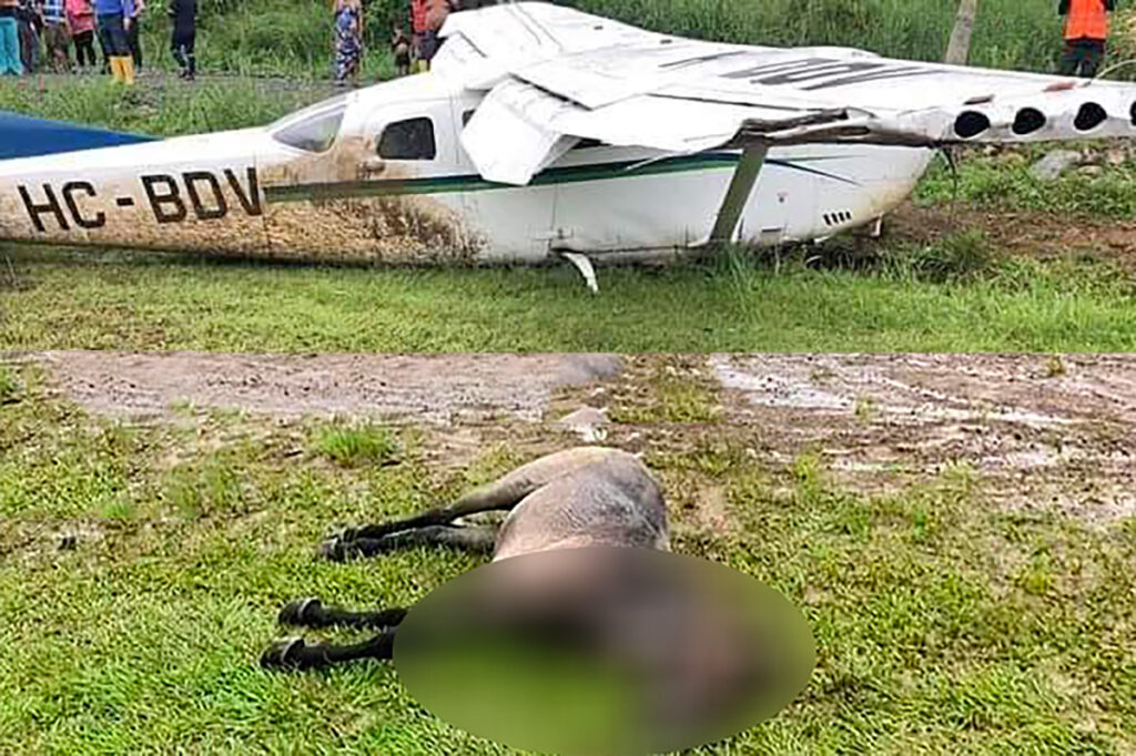 Acidente inusitado aviao atropela cavalo na Amazonia