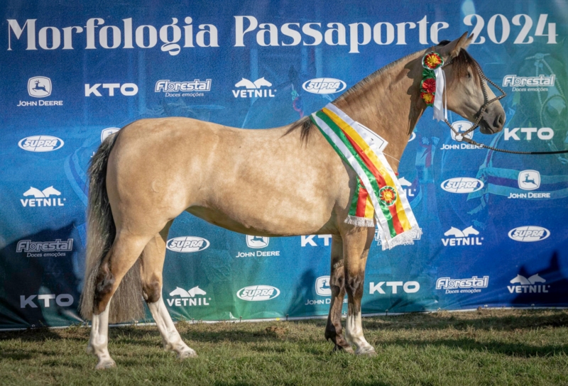 Cavalo Crioulo selecciona exemplares na ExpoZebu