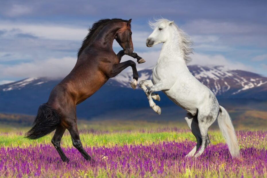 Você sabe quantas raças de cavalo existem no mundo inteiro? — CompreRural