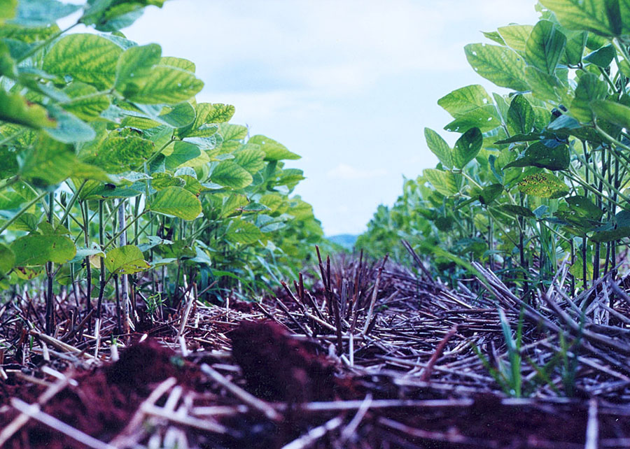 Francisco Lins - Uma agricultura mais sustentável, capaz de reter carbono no solo e contribuir para mitigar emissões de gases de efeito estufa, está na pauta das discussões mundiais