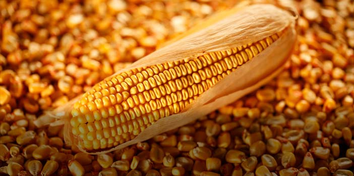Mercado do milho opera com desvalorização nesta 4ª feira em Chicago