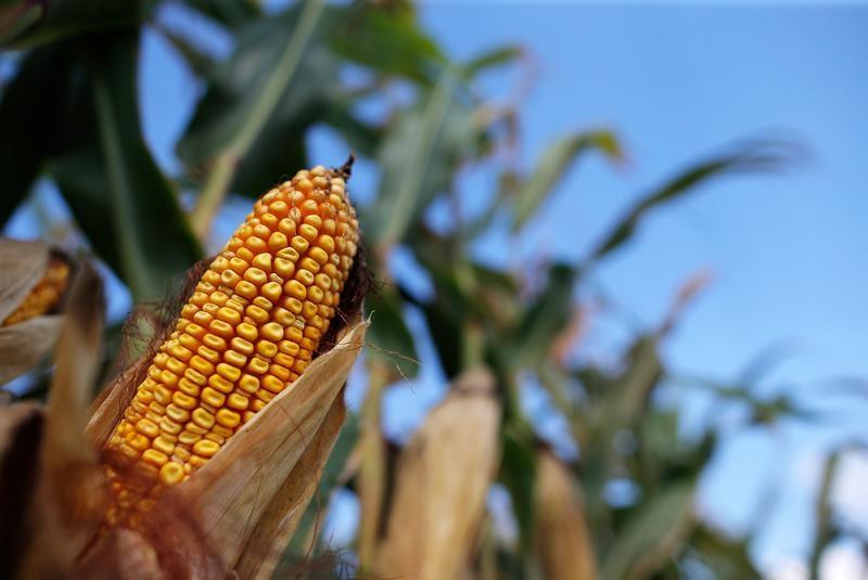 Preços do milho começam a sexta-feira com movimentações positivas na B3