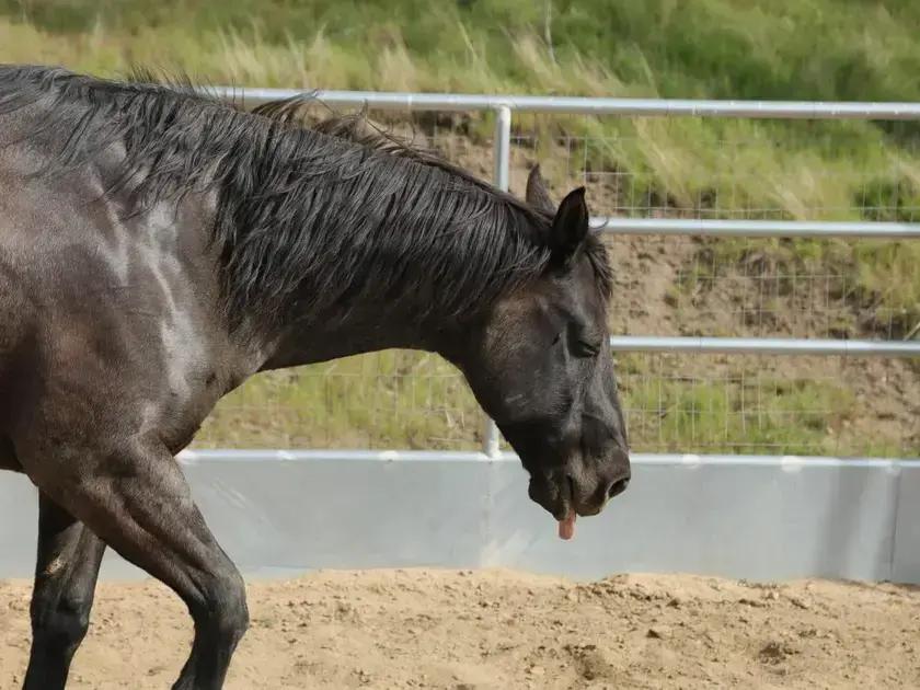 A importância da epidemiologia da anidrose em cavalos