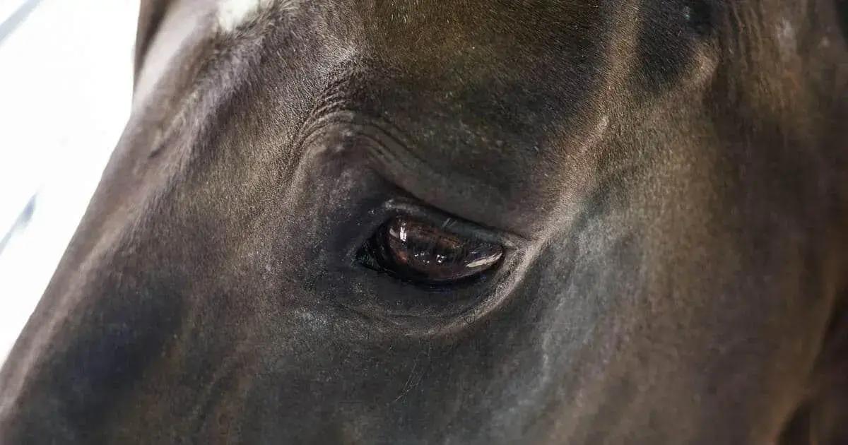 A importância do manejo da dor em cavalos