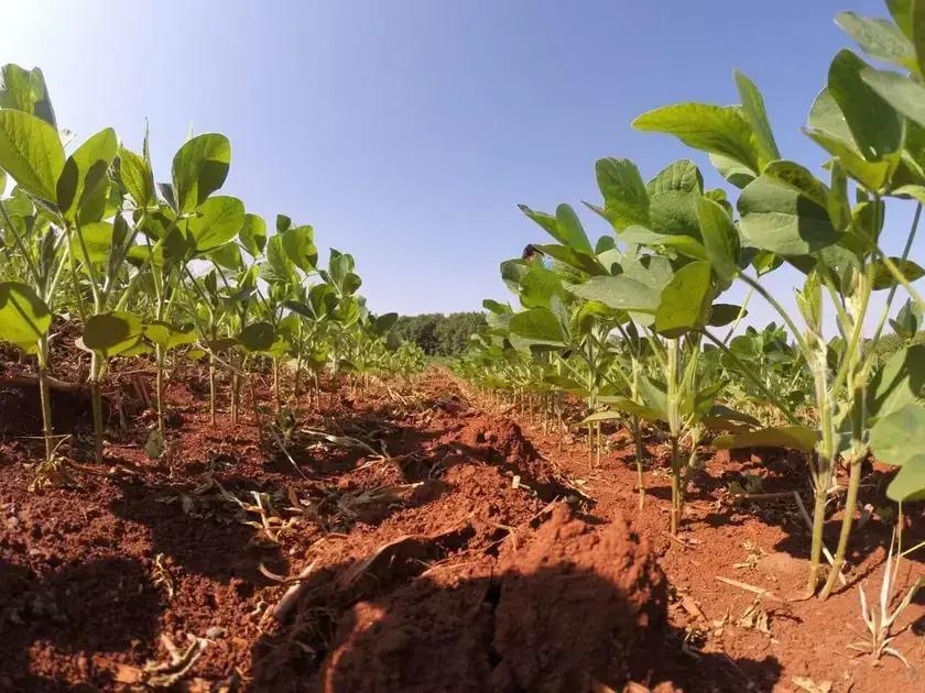 - Benefícios Ambientais e Econômicos da Inoculação na Soja: Impactos na Sustentabilidade Agricultural