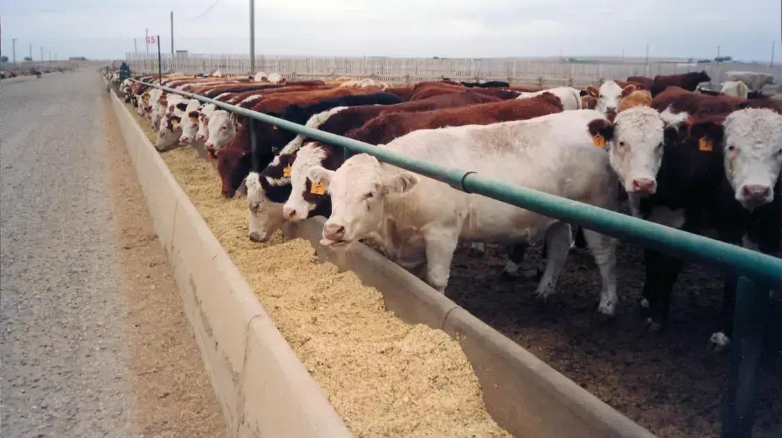 Benefícios do confinamento na nutrição bovina