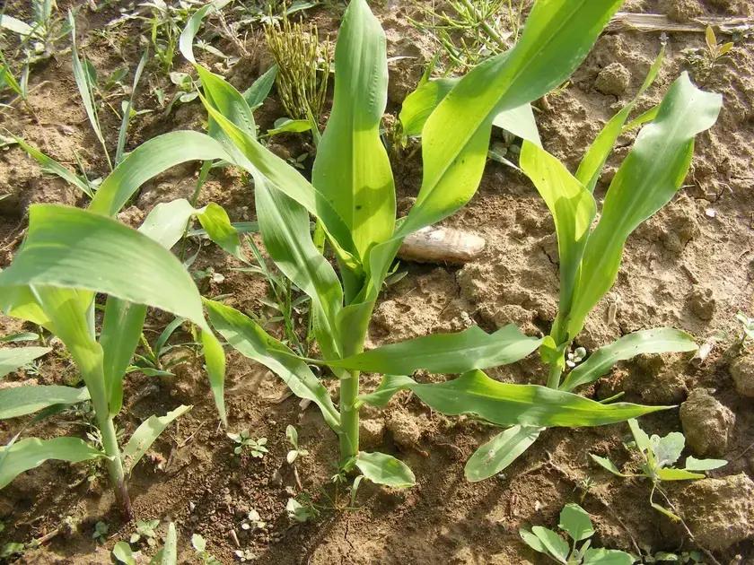 Controle de plantas daninhas em culturas afetadas