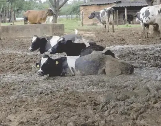 Descarte de Vacas Leiteiras: Entenda o Processo e as Opções Éticas