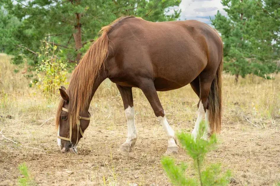 Diagnóstico gestacional avançado em equinos