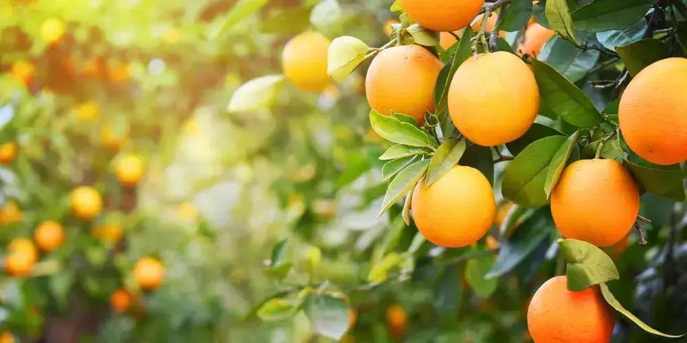 Exportação de laranja: desafios e oportunidades no mercado mundial