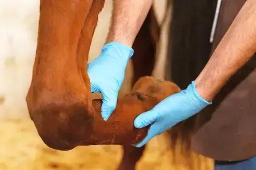 Identificando a Artrite Infecciosa em Equinos