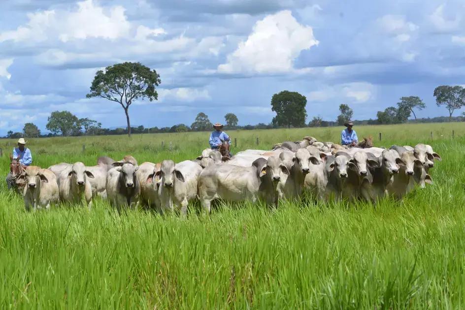 Importância da pecuária de corte no Brasil