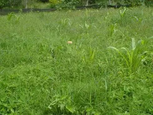 Manejo de Pastagens e Uso de Herbicidas na Produção de Plantas Daninhas