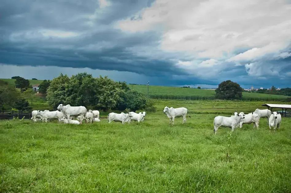 Mercado da carne em alta: 7 tendências que impactam a produção pecuária