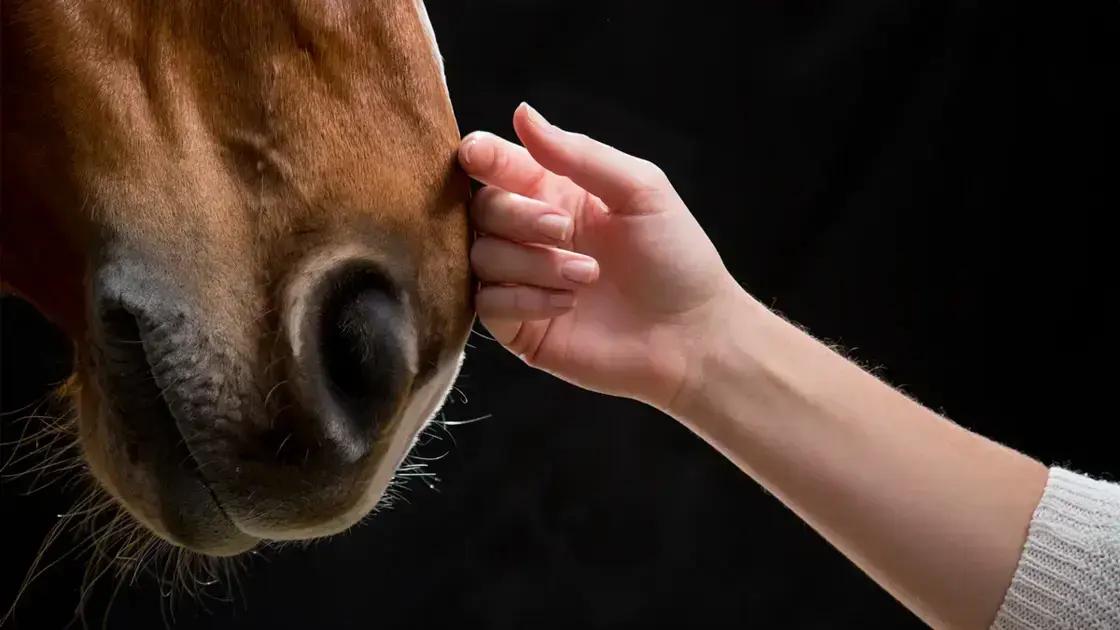 Terapias alternativas para recuperação de equinos