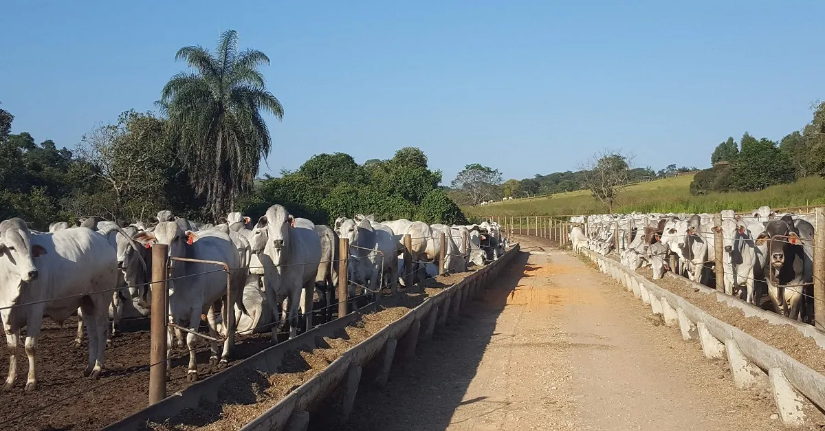 Confinamento de gado de corte: como garantir o bem-estar animal