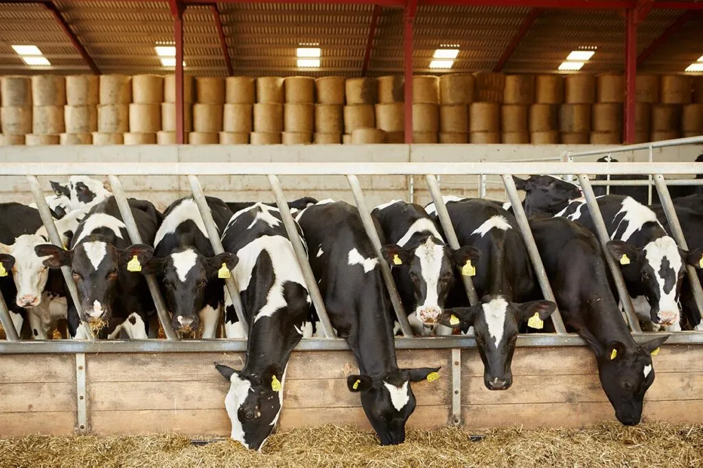 Confinamento de gado de corte: como garantir o bem-estar animal
