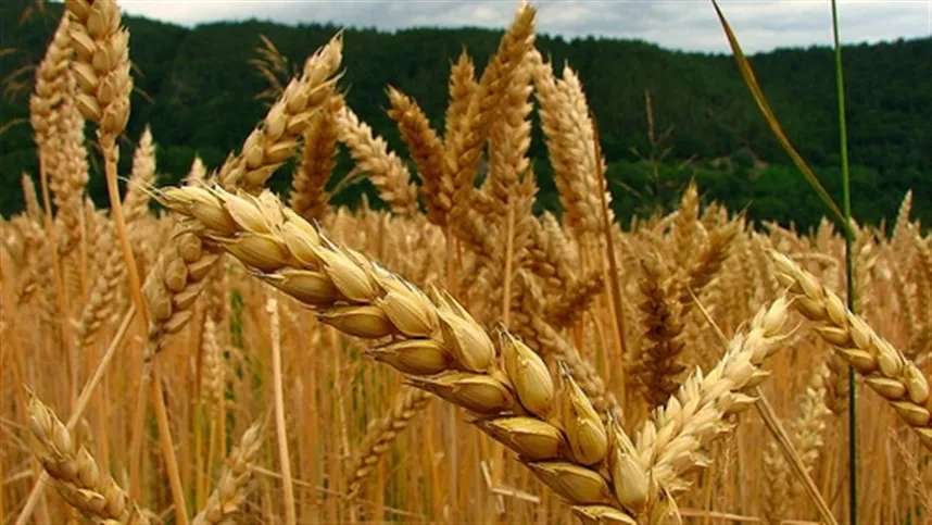 Software que classifica pulgoes do trigo ganha nova versao