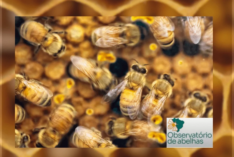 Observatório brasileiro de abelhas é lançado em evento on-line
